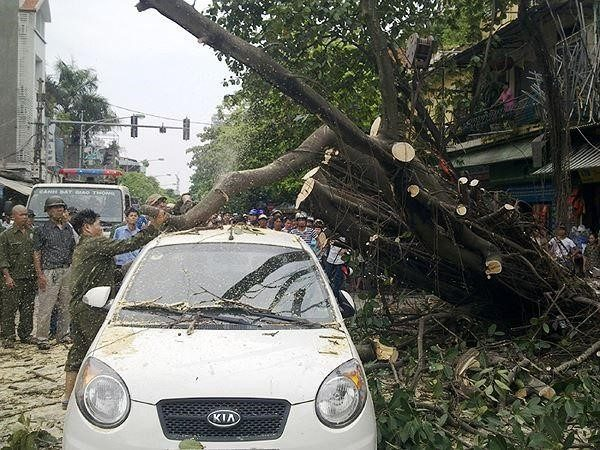 Mơ thấy cây cổ thụ bị đổ có ý nghĩa ra sao